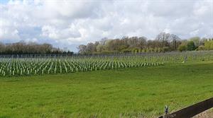 Vine planting